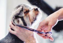 Cand trebuie tuns parul unui caine?